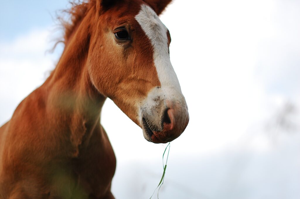 equine services